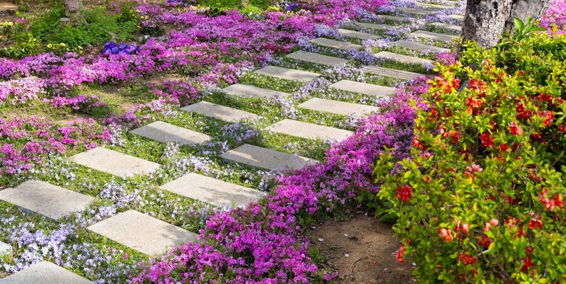 Ground Cover Plants