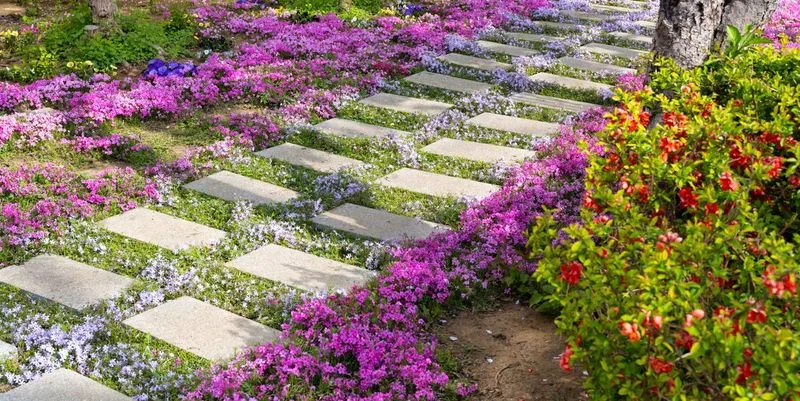 Ground Cover Plants
