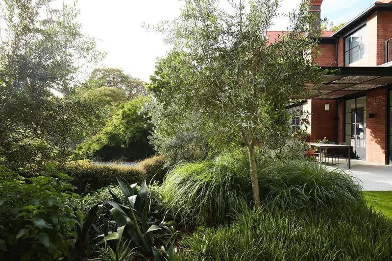 Ornamental Grasses