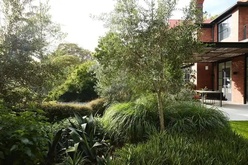 Ornamental Grasses