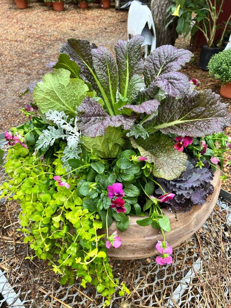 Ornamental Kale and Pansies