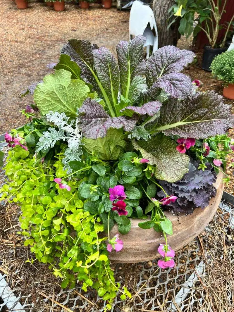 Ornamental Kale and Pansies