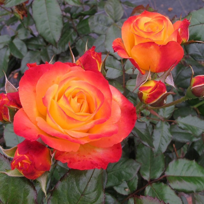 Oso Easy Rose