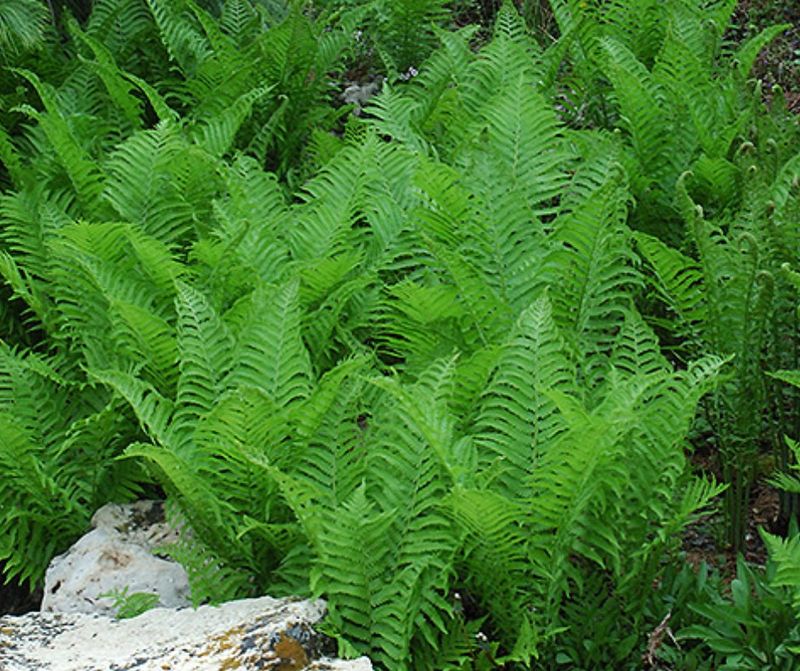 Ostrich Fern
