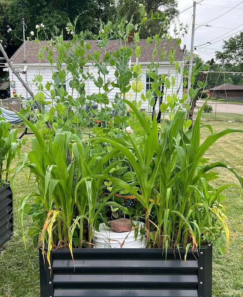 Overcrowding Plants