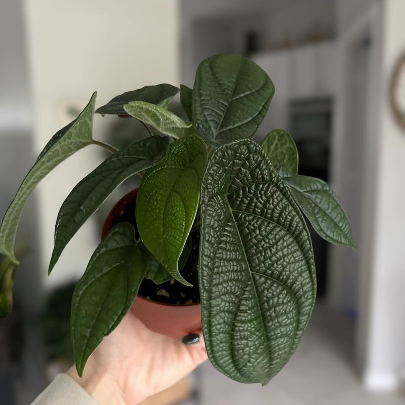 Overlooked Watering