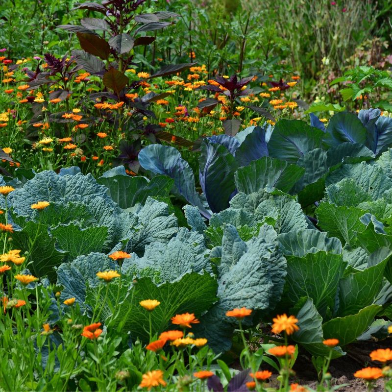 Overlooking Companion Planting