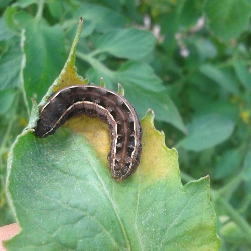 Overlooking Pest Identification