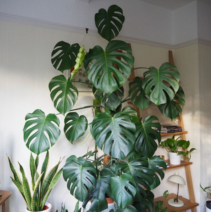 Overlooking Repotting Needs