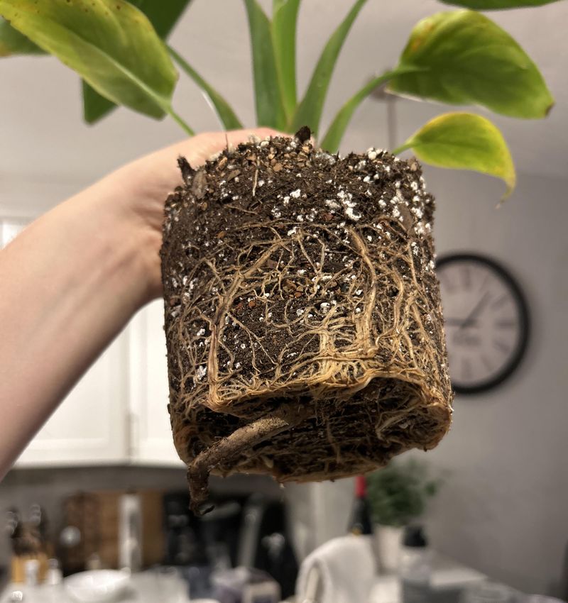 Overlooking Root Bound Plants