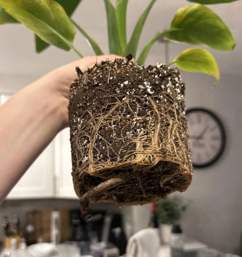 Overlooking Root Bound Plants
