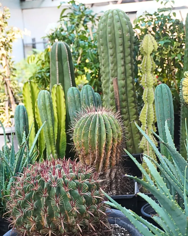 Oversized Cactus Craze