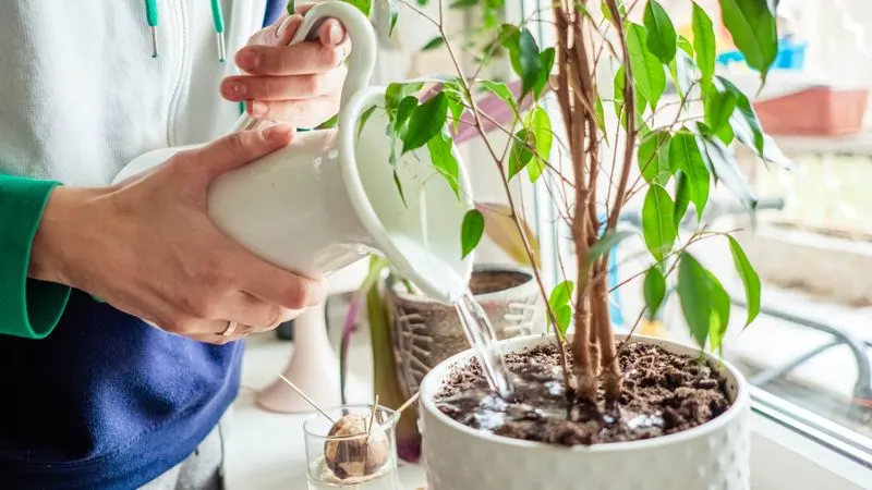Overwatering