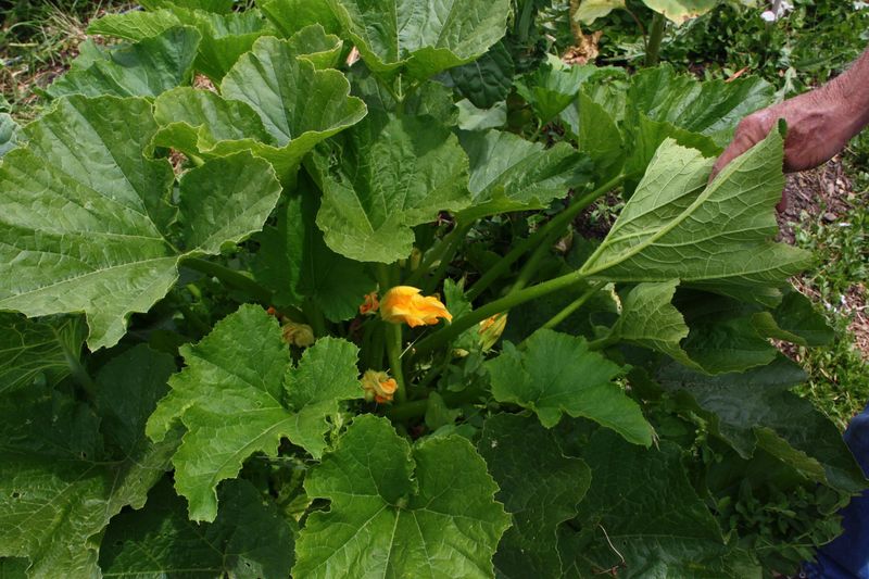 Ignoring Plant Health