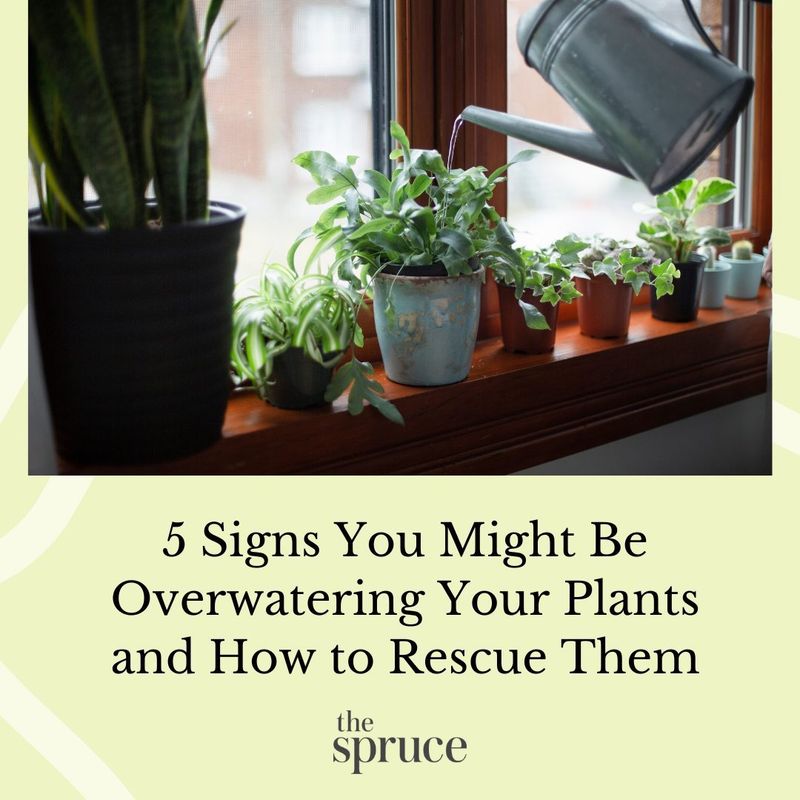 Overwatering Plants