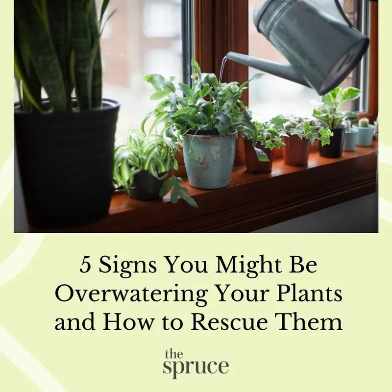 Overwatering Plants