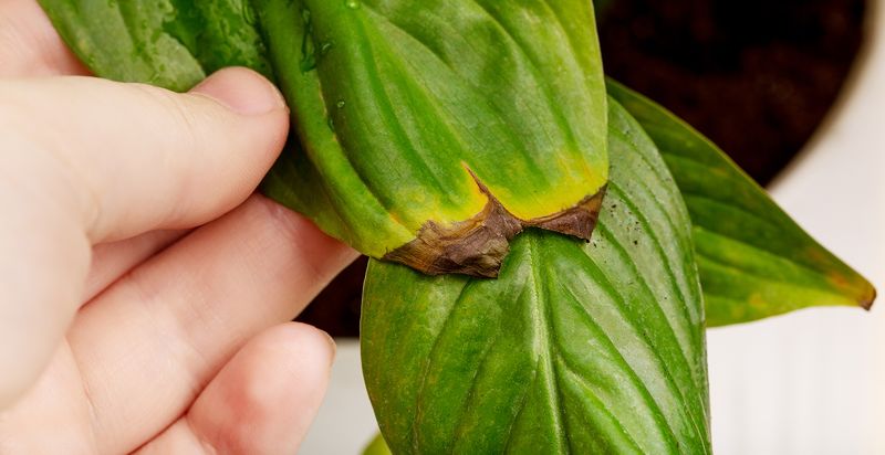 Overwatering Plants