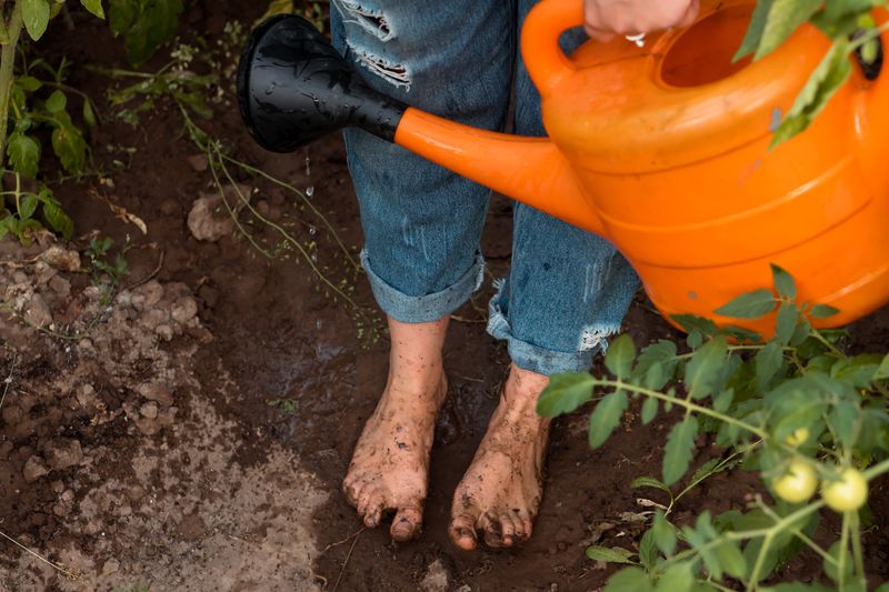Overwatering the Soil