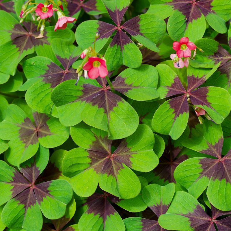 Oxalis