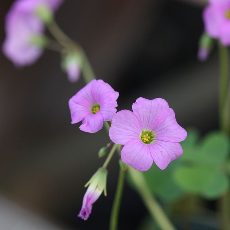 Oxalis
