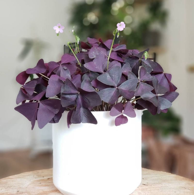 Oxalis Triangularis