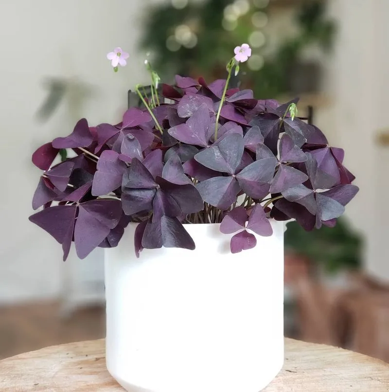 Oxalis Triangularis