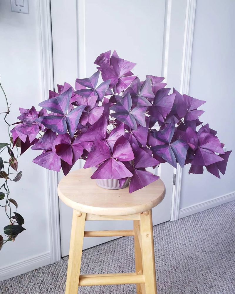 Oxalis Triangularis