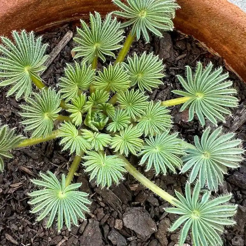 Oxalis