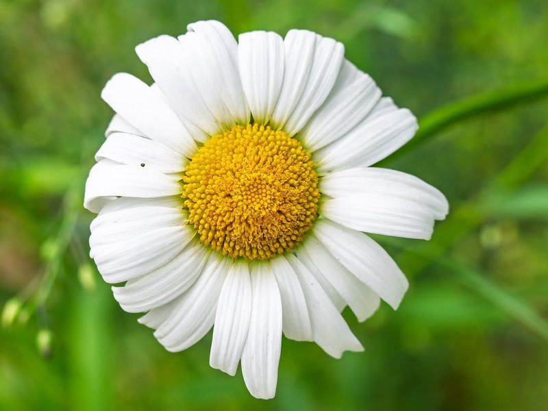 Oxeye Daisy