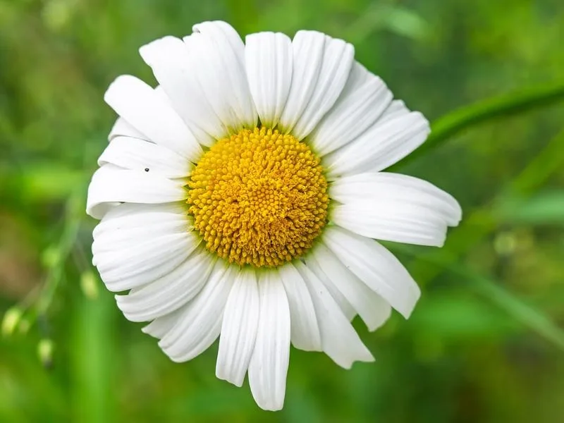 Oxeye Daisy
