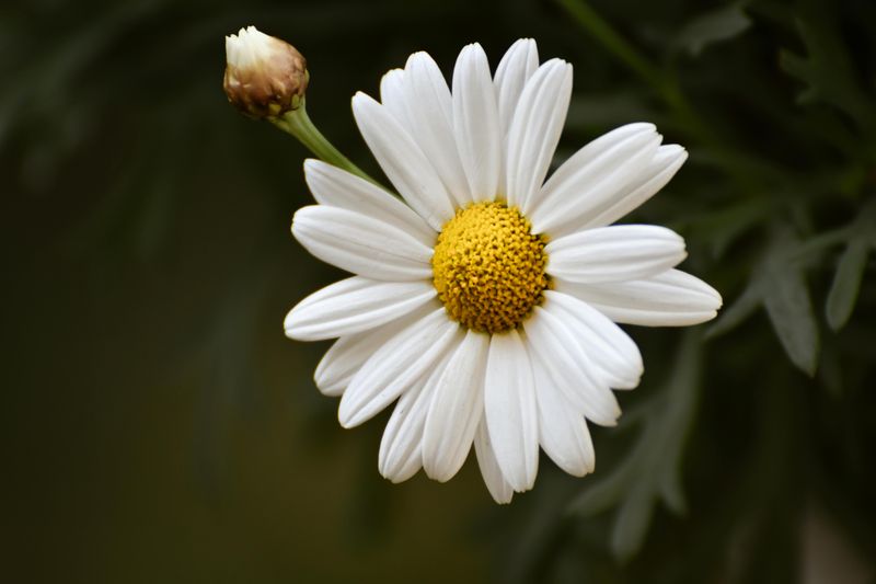 Oxeye Daisy