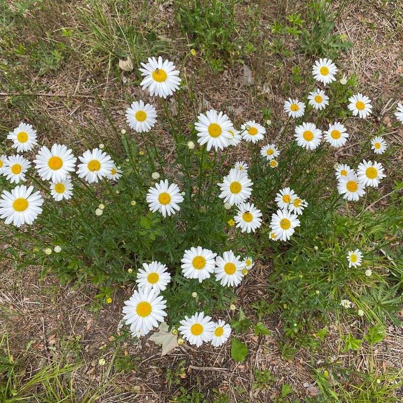 Oxeye Daisy