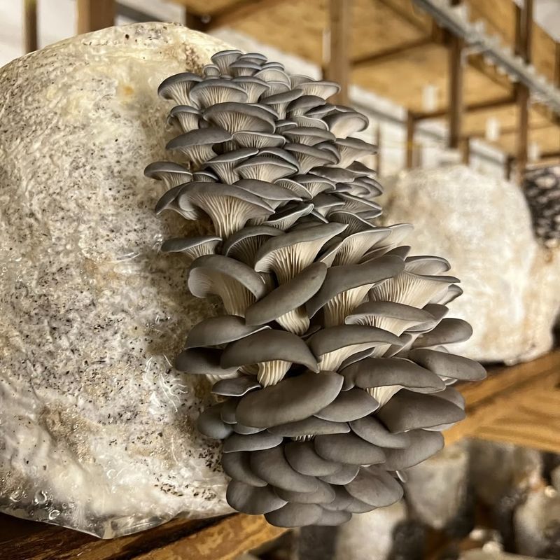 Oyster Mushroom