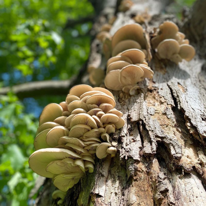 Oyster Mushrooms