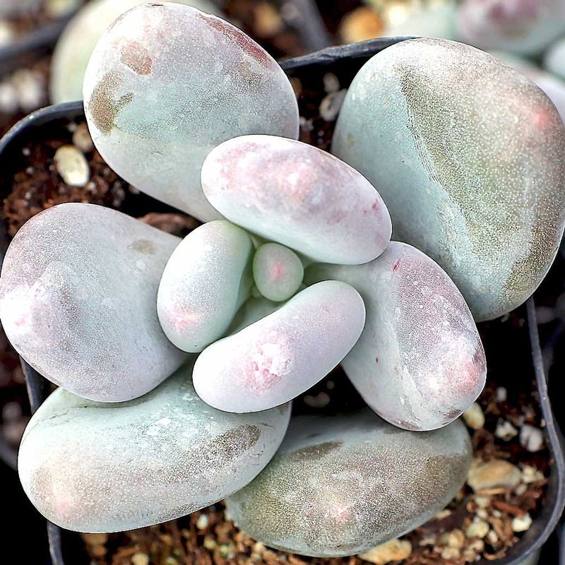 Pachyphytum Oviferum