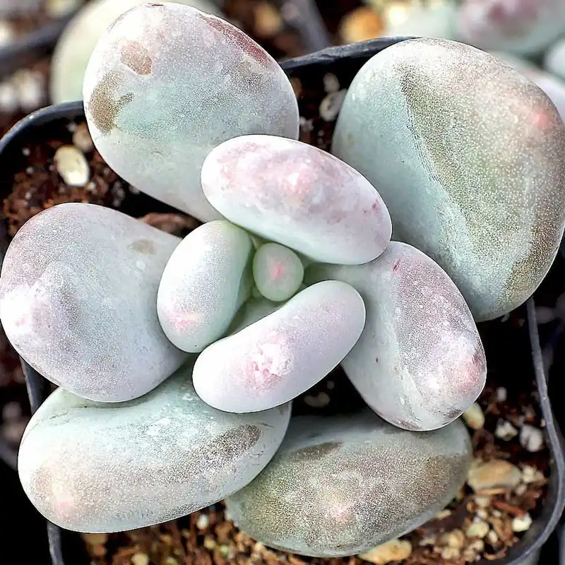 Pachyphytum Oviferum
