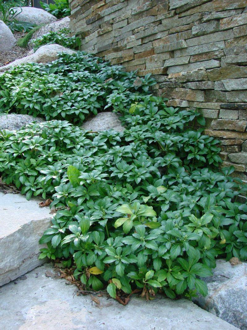 Pachysandra