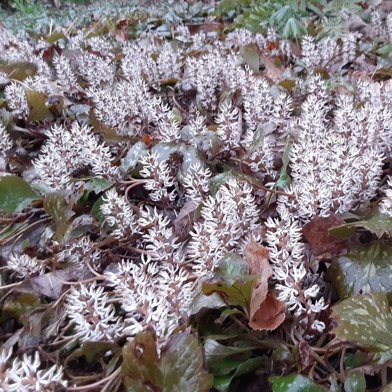 Pachysandra