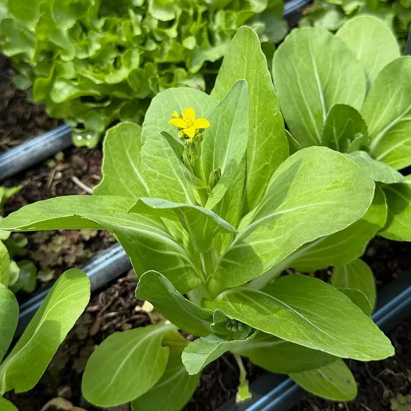 Pak Choi
