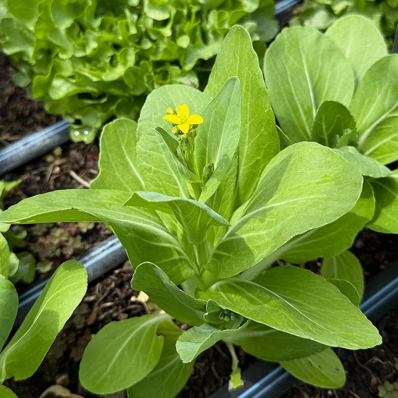 Pak Choi