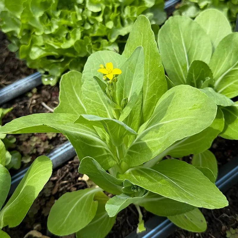 Pak Choi