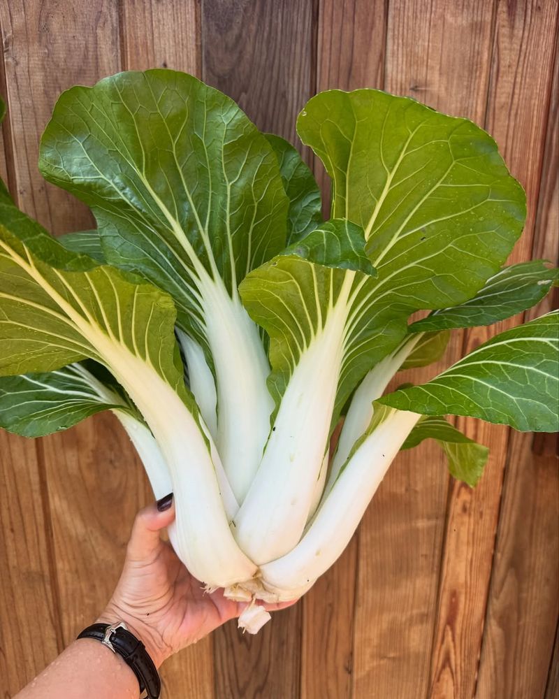 Pak Choi