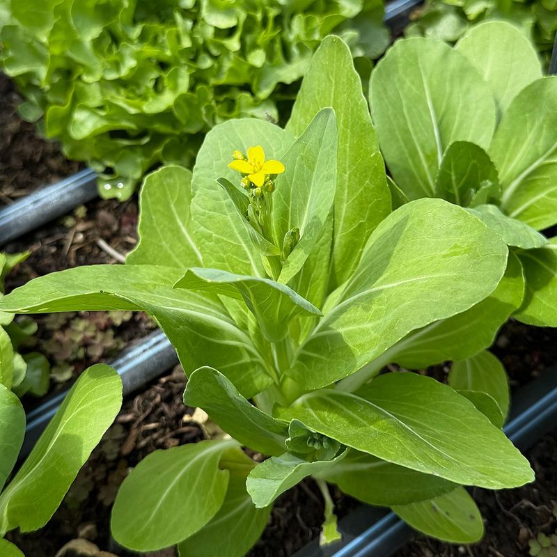 Pak Choi