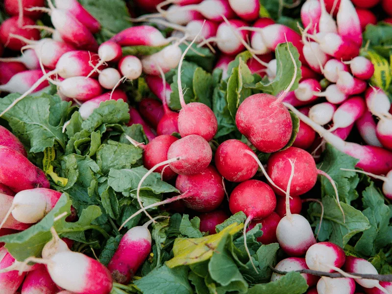 Radish