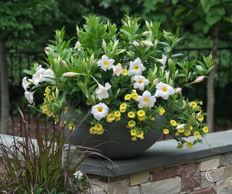 Pale Flowers