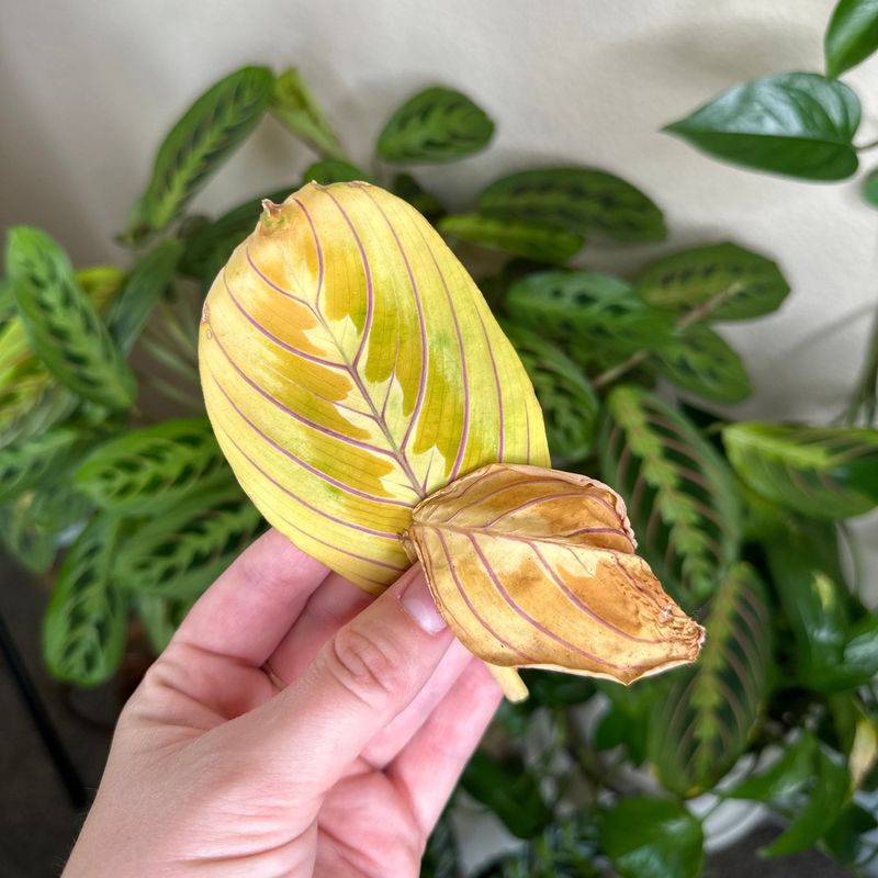 Pale Leaves