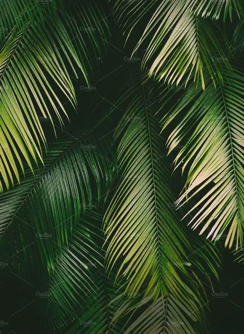 Palm Leaves