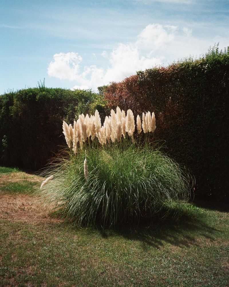Pampas Grass