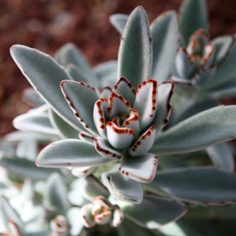 Panda Plant