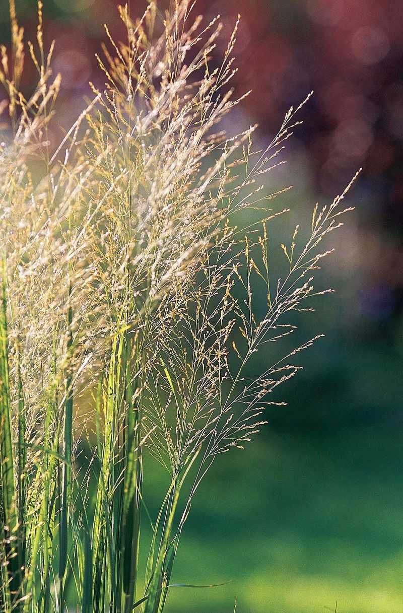 Panicum Virgatum (Switchgrass)